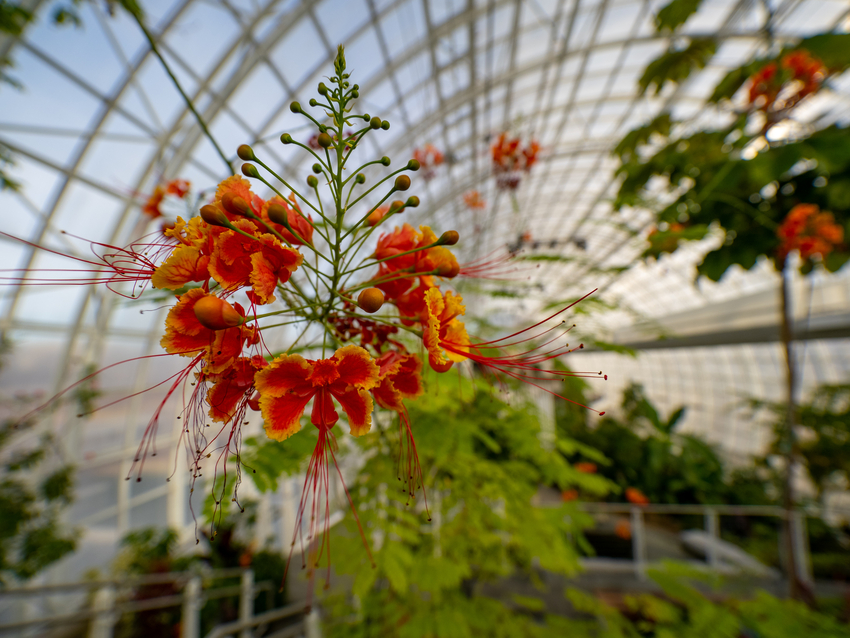 Celebrate the Crystal Bridge Conservatory&rsquo;s 35th anniversary with free admission | VeloCityOKC buff.ly/3ZKT9wJ