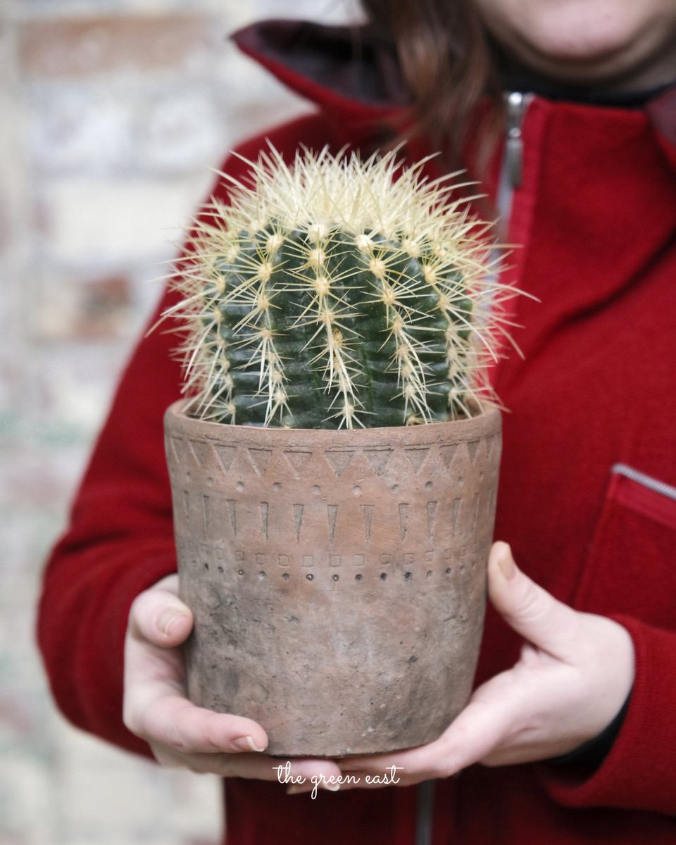 Confession...there is a houseplant I don't like...it's cacti. I know! I appreciate that they are nice-looking plants, but I've never been a fan. Jay on the other hand adores them. 🤣

#houseplants #houseplantlover #cacti