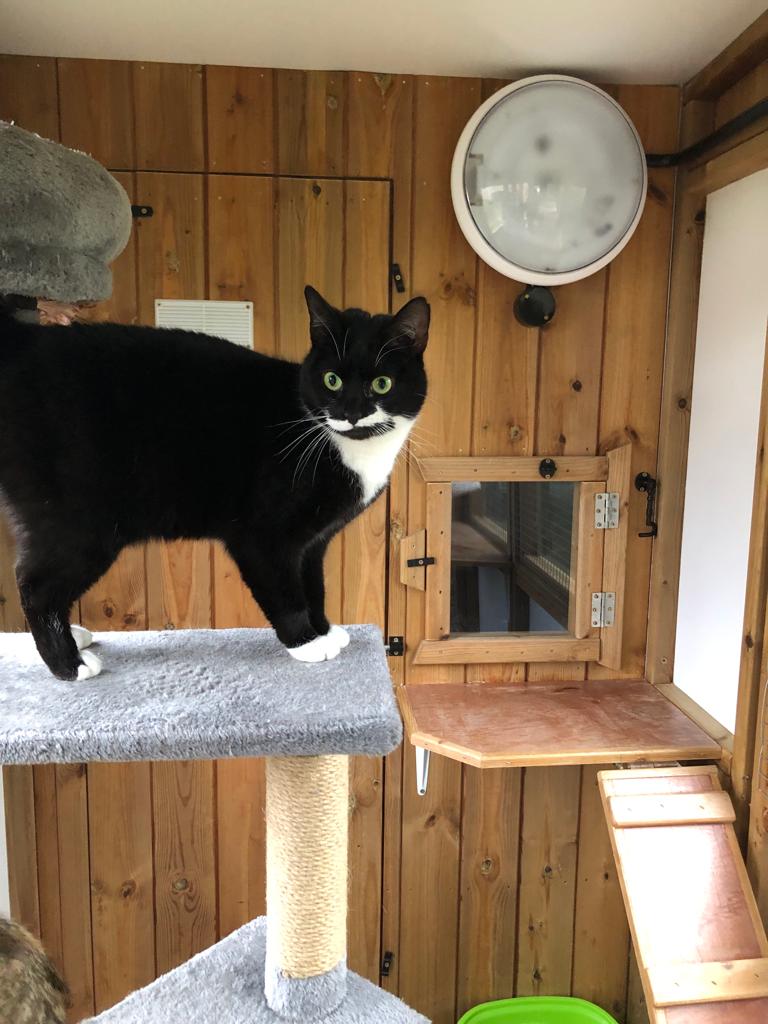 Boots is a lovely character, easygoing, affectionate and calm. We love her lopsided look.😺She’s 4yrs old  and would be a wonderful addition to a home. She can live with other cats and maybe a quiet dog. She would be fine in a family with children #catsoftwitter #tuxiegang