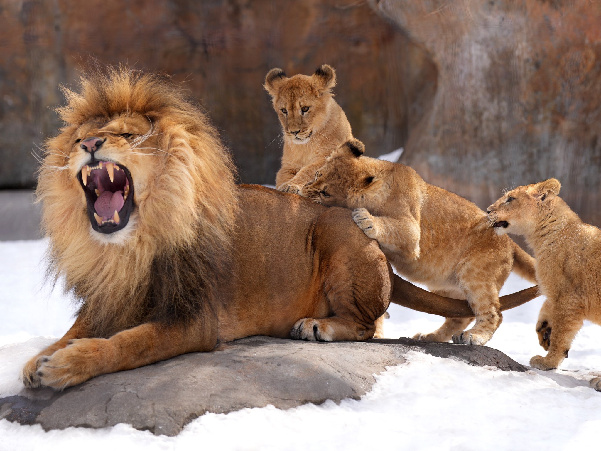 【夏の大キャンペーン】トライバルラグ　アマレバフト　95×65 茜色　ライオン riku on X: 