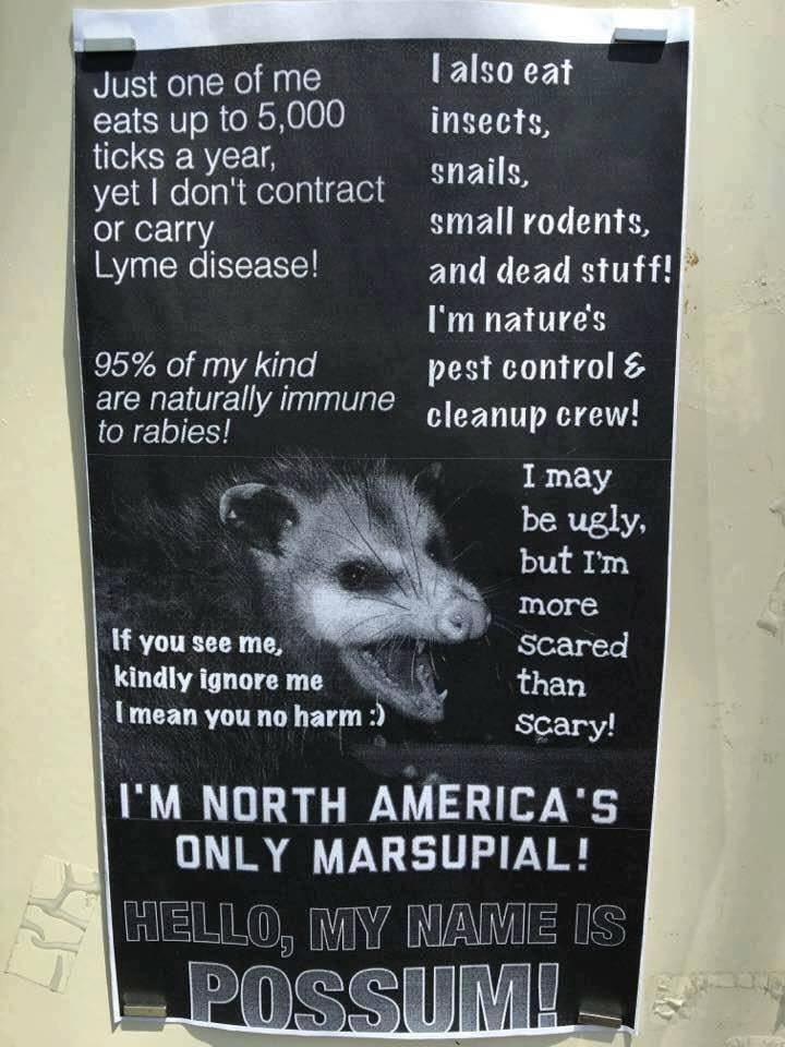 RockysPride's tweet photo. @SueJ2023 Love seeing the possums . . . https://t.co/e2FosolF5u