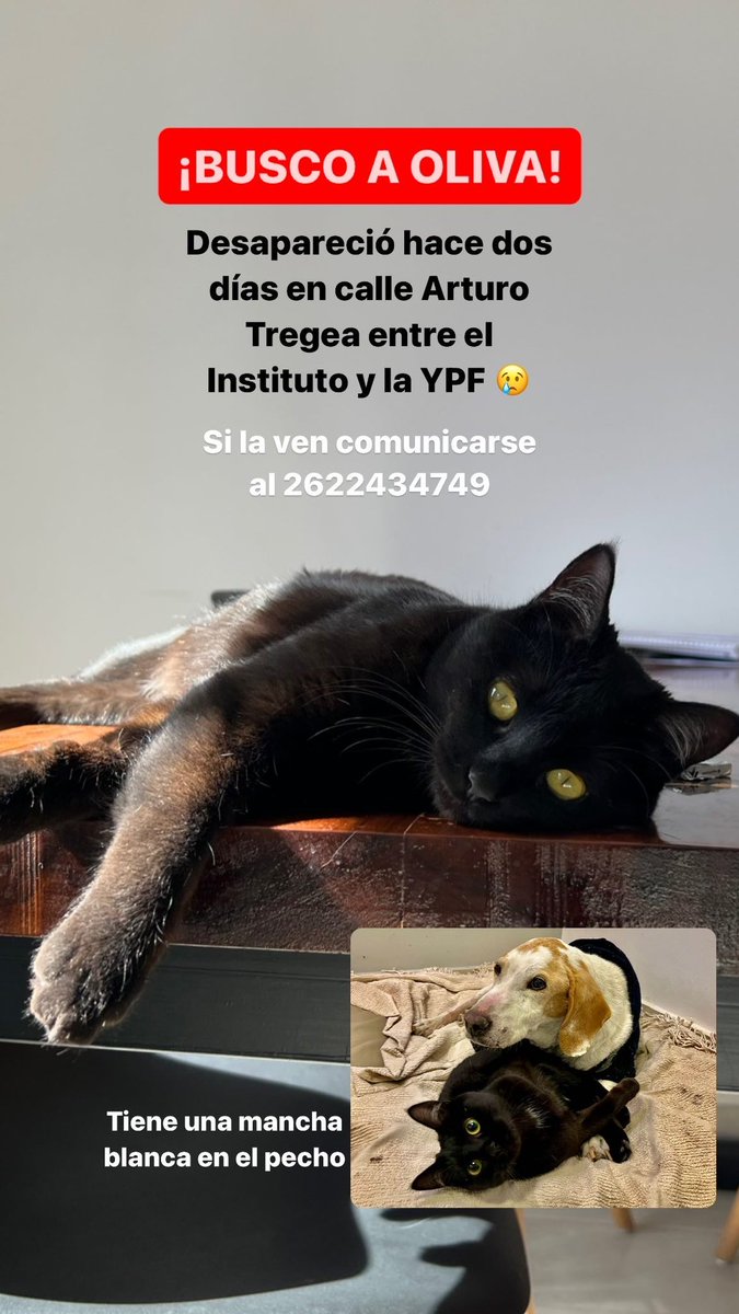 Stéfano tweet media