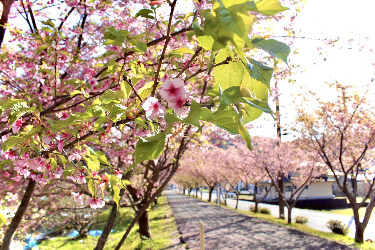 kaede1130's tweet photo. #日常��美しさ #everydaybeauty 
#桜 #sakura #空 #sky #雲 #cloud 
#新緑 #freshgreen #木 #wood 
#桜並木 #rowofcherrytrees 
#静岡 #sizuoka  

https://t.co/BDJCsY9G61 https://t.co/A8v67hmG7I