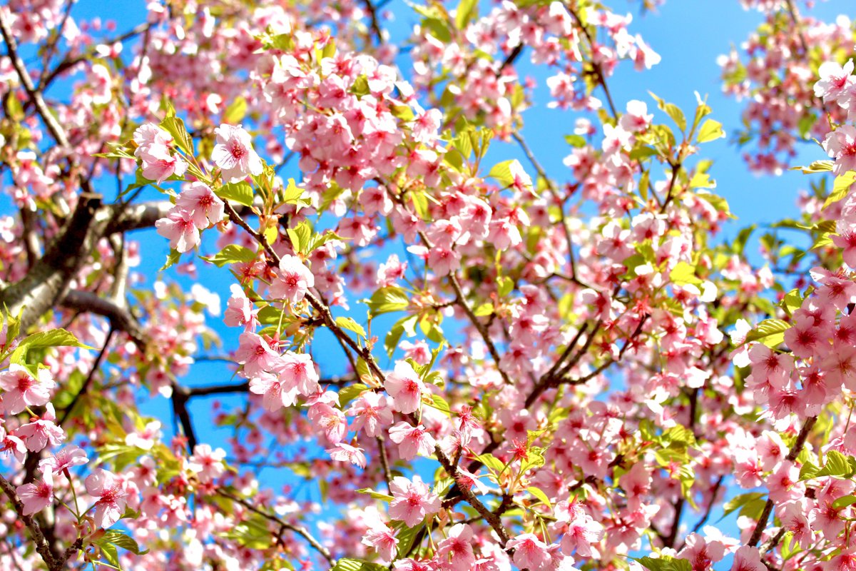 kaede1130's tweet photo. #日常��美しさ #everydaybeauty 
#桜 #sakura #空 #sky #雲 #cloud 
#新緑 #freshgreen #木 #wood 
#桜並木 #rowofcherrytrees 
#静岡 #sizuoka  

https://t.co/BDJCsY9G61 https://t.co/A8v67hmG7I