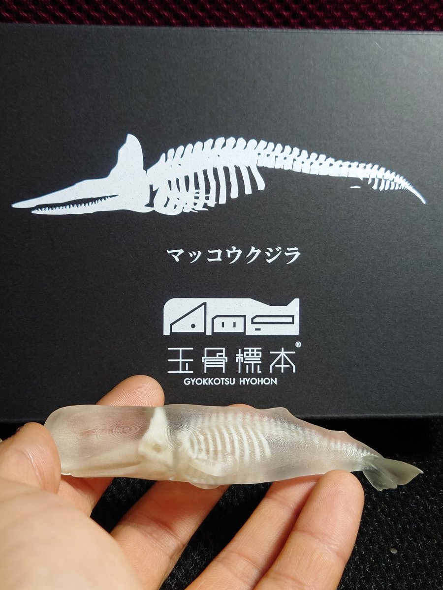 マッコウクジラ 骨格 玉骨標本 (研磨)