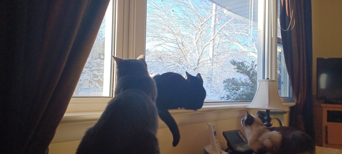 Volunteer4Birds's tweet photo. All the blackbirds left, but Teddy is hopeful.
#safecatsafebird
#migration #keepcatsindoors
And there they are... https://t.co/Y7JOtbKvQc