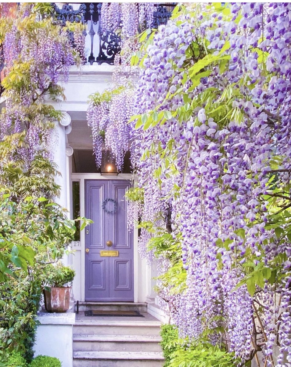 Stunning wisteria in Chelsea neighborhood of London, as captured by @madymsm.

#repost #wisteria #London #floral #lavender #flowers #Chelsea #purpledoor #lavenderdoor #color #spring
