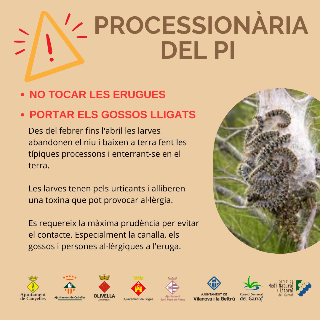 📢 Què és la processionària?
La processionària del pi és la plaga més important dels pins.
En animals domèstics, les erugues són perilloses si les llepen. 
Cal evitar que la canalla toqui les erugues. En persones amb una reconeguda hipersensibilitat.