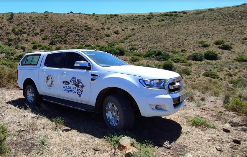 Renosterveld's tweet image. Summer is coming to a close in the #Overberg with the arrival of stunning autumn blooms 🍂🌼 Thanks to the #FordWildlifeFoundation, our team can explore the changing landscape in our ORCT #FordRanger bakkie and look out for interesting seasonal occurrences. @FordSouthAfrica