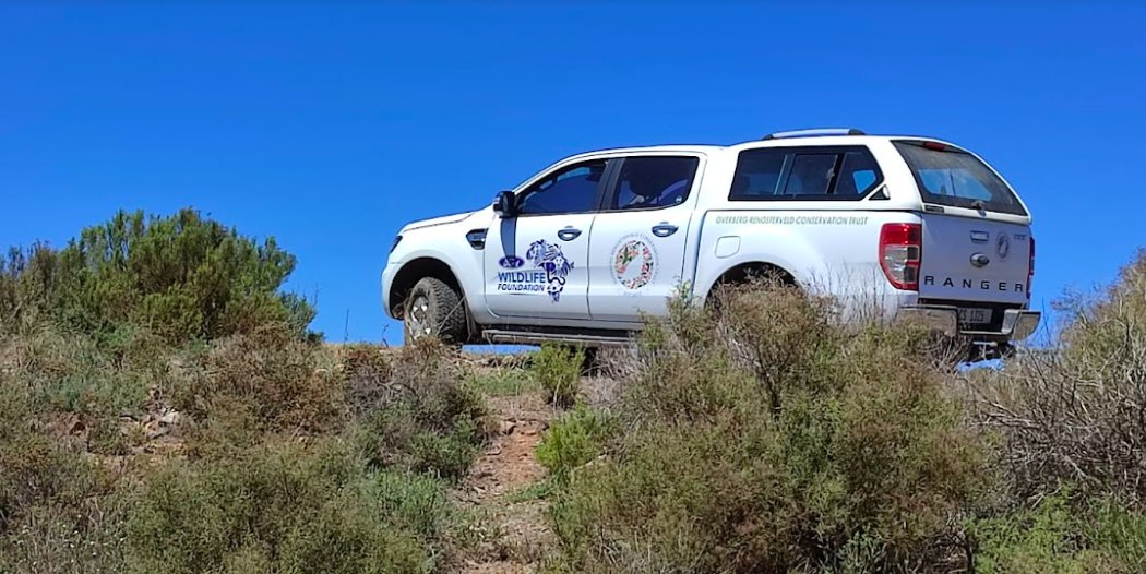 Renosterveld's tweet image. Summer is coming to a close in the #Overberg with the arrival of stunning autumn blooms 🍂🌼 Thanks to the #FordWildlifeFoundation, our team can explore the changing landscape in our ORCT #FordRanger bakkie and look out for interesting seasonal occurrences. @FordSouthAfrica