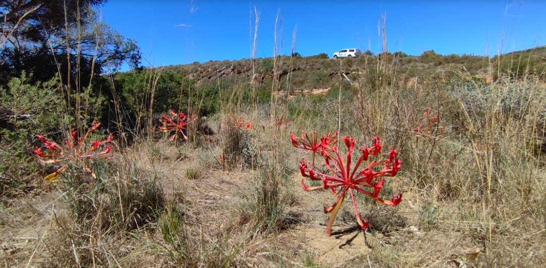 Renosterveld's tweet image. Summer is coming to a close in the #Overberg with the arrival of stunning autumn blooms 🍂🌼 Thanks to the #FordWildlifeFoundation, our team can explore the changing landscape in our ORCT #FordRanger bakkie and look out for interesting seasonal occurrences. @FordSouthAfrica