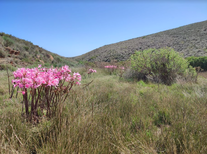 Renosterveld's tweet image. Summer is coming to a close in the #Overberg with the arrival of stunning autumn blooms 🍂🌼 Thanks to the #FordWildlifeFoundation, our team can explore the changing landscape in our ORCT #FordRanger bakkie and look out for interesting seasonal occurrences. @FordSouthAfrica