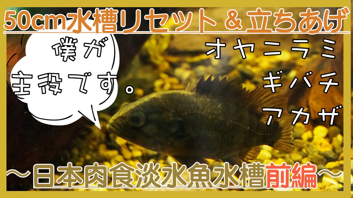 tougyokasou's tweet photo. 動画投稿しました！
日本肉食淡水魚水槽のリセット＆立ち上げ動画です！
今回は前編ということでリセット編です！
今回初めて次回予告も作ってみたので是非最後までご覧ください！

【アクアリウム】崩壊した50cm水槽をリセット＆立ち上げした。〜日本肉食淡水魚前編〜

動画⏩https://t.co/JYz1Z1J2HW https://t.co/XAHZXkZmf2