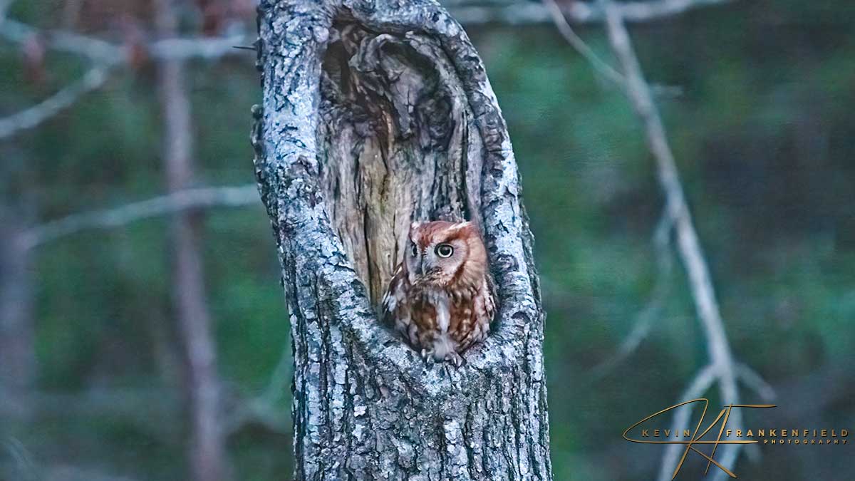 #screechowl #owl #birdsofprey #birdsofinstagram #birding #birdwatching #naturephotography #naturelovers