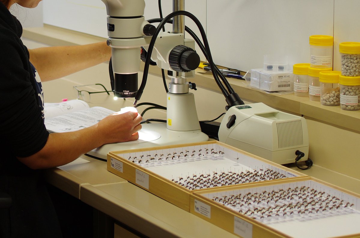 Wir haben eine neue TA-Stelle im Projekt BeesUp! Bewerbt euch, wenn ihr Lust auf vielfältige Projekte rund um das Monitoring (Erfassung und Präparation) von Wildbienen und der Umsetzung von Fördermaßnahmen habt. Bewerbungsfrist 31.03.2023
interamt.de/koop/app/stell…
Bitte teilen!