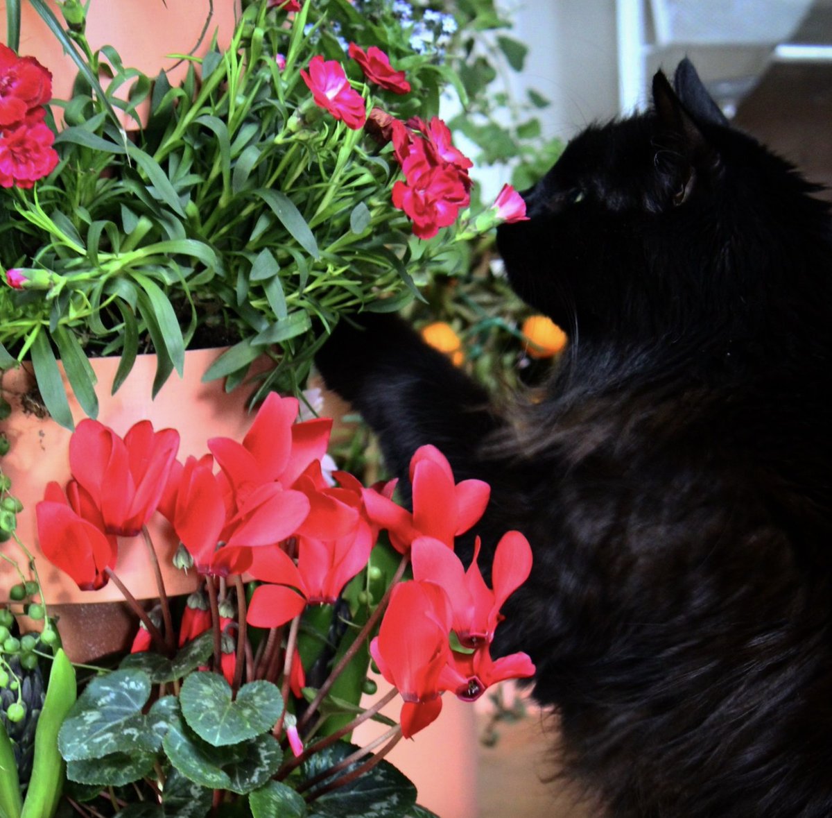 When your cat approves of your gardening skills 🐾🌸👍 #GardenStack #VerticalGarden #HomeGardening #IndoorGarden #CatApproved #FlowerPower #GreenThumb #InstaGarden #GardenInspiration #PetFriendly #HappyHome #FreshProduce #HealthierLiving