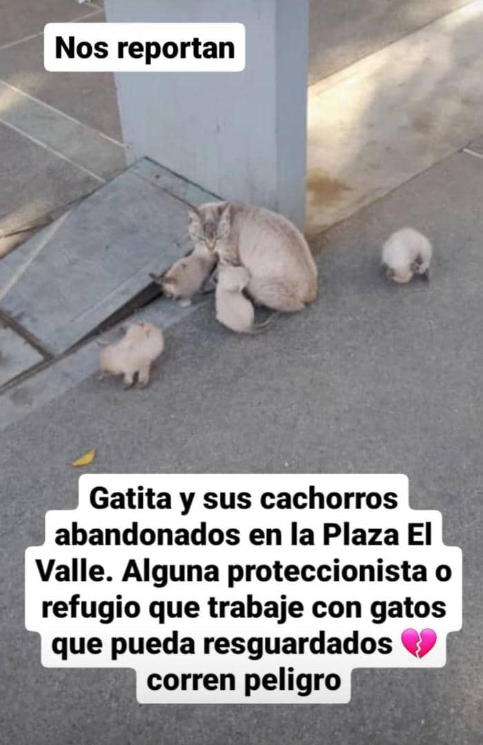 PerroUsuario Wof '•' tweet media