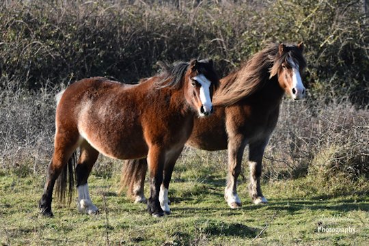 DBraidenPhoto's tweet photo. Ponies on the Newborough nature reserve, Anglesey. 
Now also available as keyring, magnet and download.  #NewboroughForest #anglesey #NorthWales https://t.co/zmal2P134y