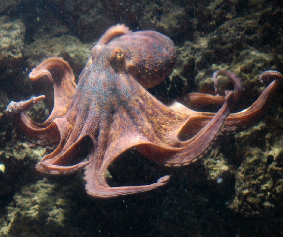 Book blog by Alan Heeks: The Mountain in the Sea will help you to see life through the eyes of an octopus, and other species. #NaturalHappiness #Wellbeing naturalhappiness.net/book-blog-the-…