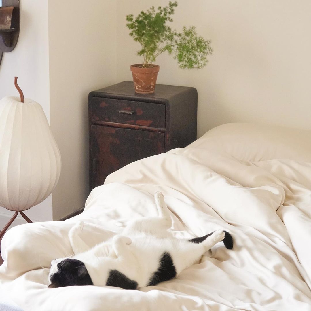 When a bed gets too comfy, it grows kitty. 😁

Save 15% on this bedroom and beauty staple by entering VDC15 at checkout!⁠bit.ly/3uBkCDH
⁠
⭐️ Added bonus: A silk mask is included with your purchase 

#bedtime #bed #homecoming2022 #sleeping  #discount #duvet