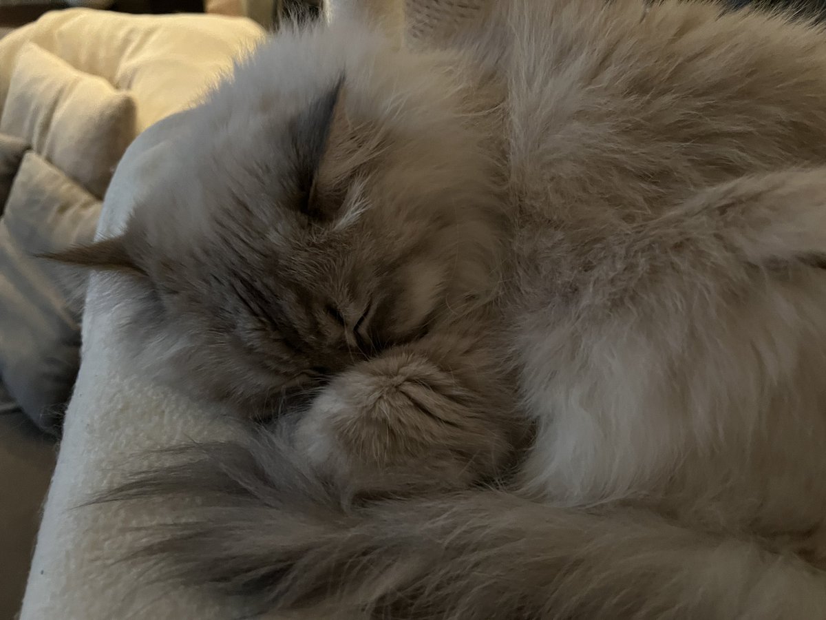 TheLionessCath (@thelionesscath) on Twitter photo 