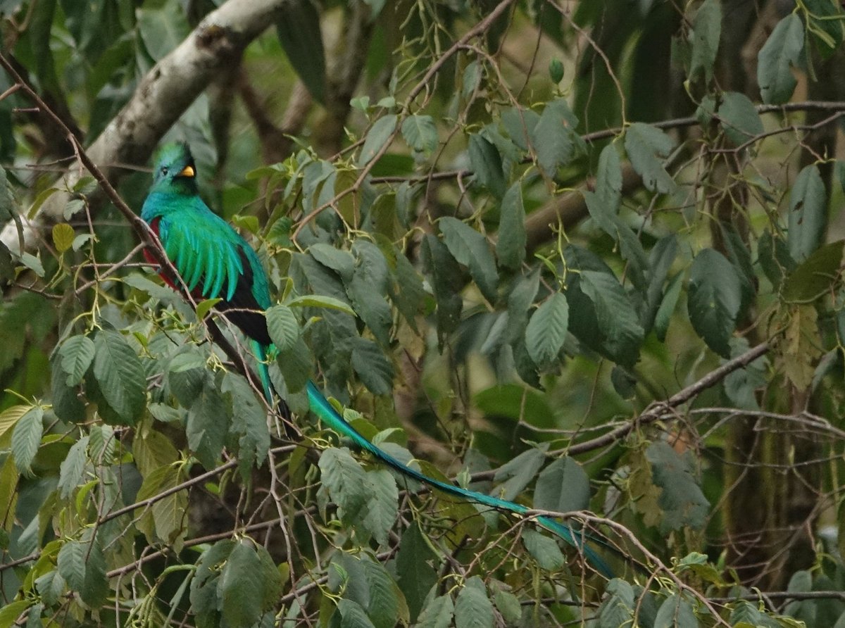 Worth the 4am rise.
A male Resplendent Quetzal. The back feathers can reach 80 cm in length. 
I took A LOT of photos I need to go through, so this is just a taster.
#birdphotography #birdsofinstagram #birdsofcostarica #puravida #resplendentquetzal