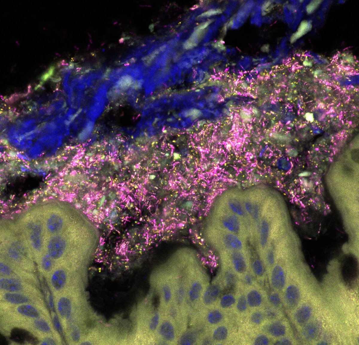 Kanvas is excited to announce a series of new job postings! We’re looking to bring in people who are passionate about biotech and looking to make a transformative impact through microbiome analysis! Please see the attached postings.