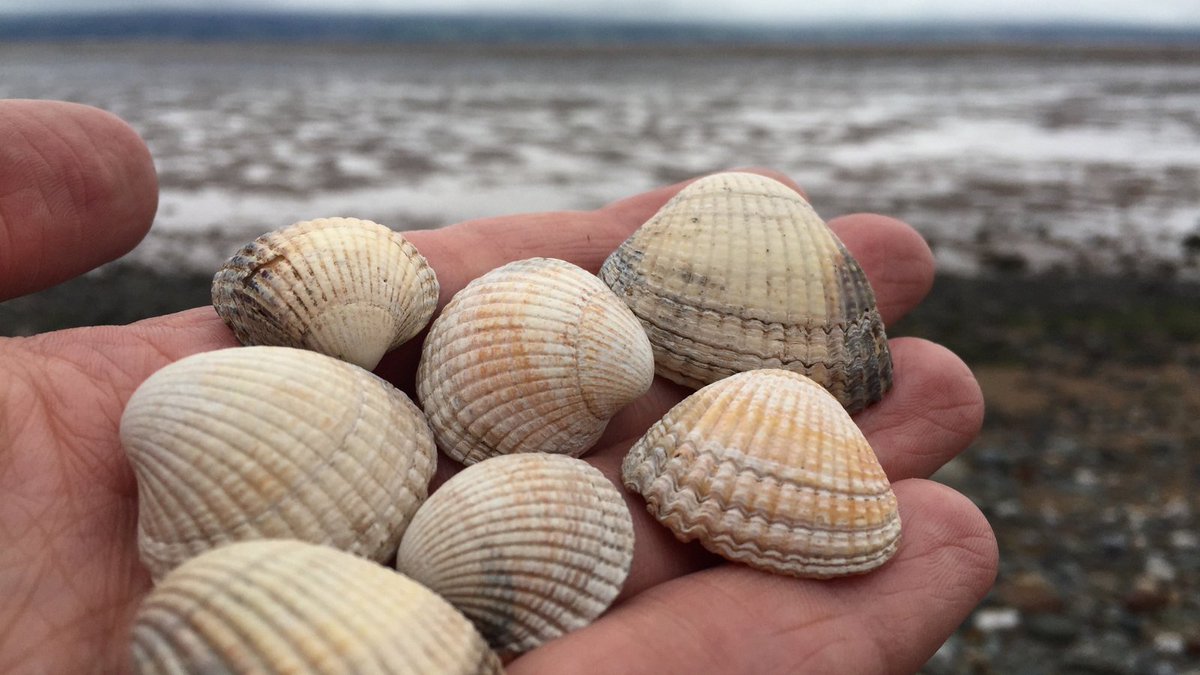 MSCintheUK's tweet photo. The #BurryInlet &amp; #DeeEstuary #cockle fisheries @natreswales have demonstrated their commitment to sustainable fishing and achieved MSC recertification this month. 🎣

Find out more about the two fisheries on our Spotlight page ➡️ https://t.co/SW37z5dzp4 https://t.co/DSOOlc08HC