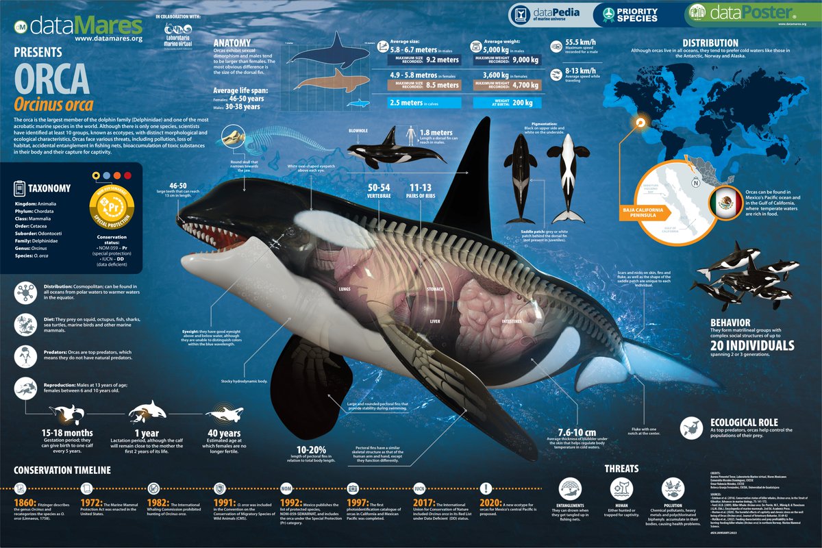 #dataMaresPresents Killer whale, #Orcinusorca.
It is the largest member of the dolphin family & scientists have identified at least 10 ecotypes. Thank you @LaboratorioMar5 for collaborating with us!

Download the #dataPoster: datamares.org/preview/dp_orc…

#marinemammals #conservation