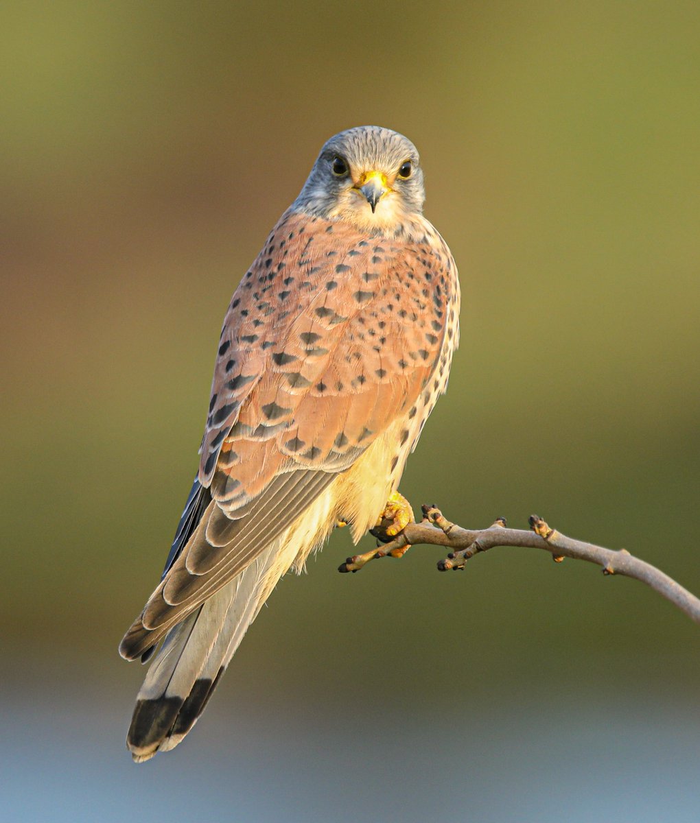 Jeff’s Wildlife Photography tweet media