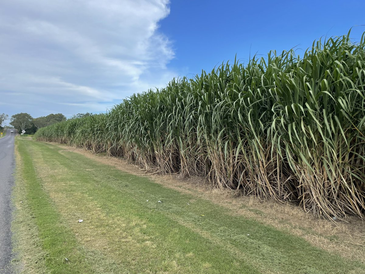Great visiting our partners in Australia last week, <a href="/sugarresearch/">sugarresearch</a> Viewing current work on sugarcane artificial seeds, with NEF CEEDS technology. Thank you to Roy Parfitt for hosting at Bundaberg, and support from <a href="/innovateuk/">Innovate UK</a> and <a href="/Farmers2Founder/">Farmers2Founders</a> #sugar #Sugarcane #agritech #seed