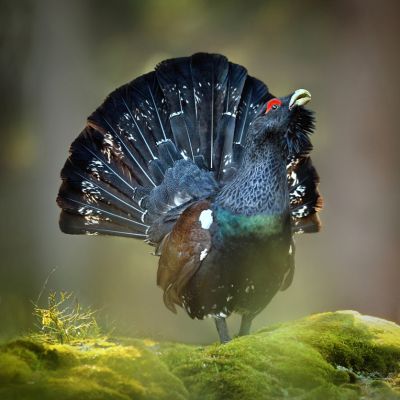 natuerlichjagd's tweet photo. Auerhähne in Not: die vom #Aussterben bedrohten Tiere sind im #Schwarzwald das erste Mal seit der Zählung von 1971 unter die alarmierende Marke von 100 Auerhähne gefallen!
https://t.co/Rv5YMDawE2
#Auerhahn #Landesjagdverband Baden-Württemberg https://t.co/kVqsWfUu5i