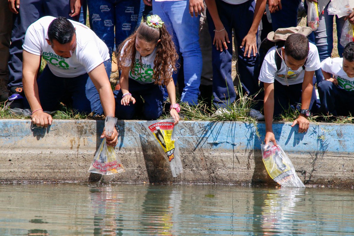 Entérate | Las Brigadas Ecológicas Estudiantiles conmemoraron 10 años de la siembra del Cmdt. Hugo Chávez, con la liberación de 59 peces Koi desde el P.R. Alí Primera. 

El acto simbólico representa en esencia la prosperidad y buena suerte que se les atribuye en la cultura china.