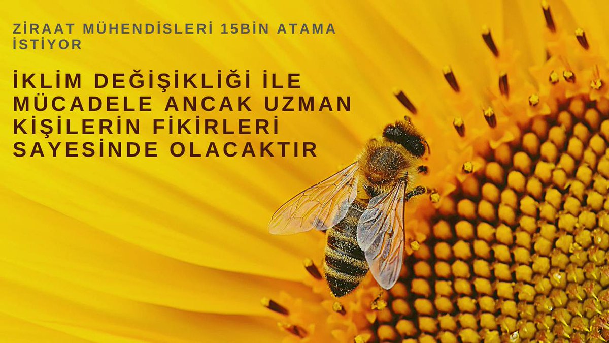 Güçlü Türkiye için 15000 Ziraat Mühendisi Ataması yapılmasıyla ziraat mühendisleri tarımı şaha kaldıracaktır.35
<a href="/VahitKirisci/">Prof.Dr.Vahit Kirişci</a>
<a href="/fuatoktay/">Fuat Oktay</a>
<a href="/ademdinc_/">Adem Dinç</a>
<a href="/RTErdogan/">Recep Tayyip Erdoğan</a>
#CbZiraate15BinOnay