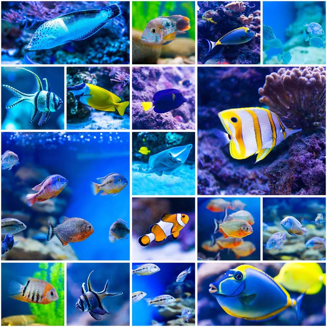 When you are in need of Custom Aquariums, Aquarium Installation, or Aquarium Maintenance, 5 Star Aquariums is your number one option in the Oceanside area. Call us today at (760) 691-2745! #5StarAquariums #OceansideCA bit.ly/3uy3vTV