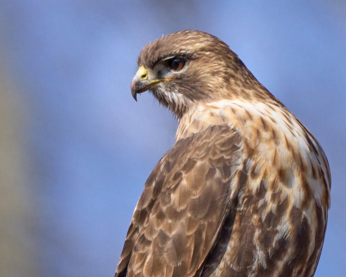 So Buteo #birdsofprey #redtailedhawk