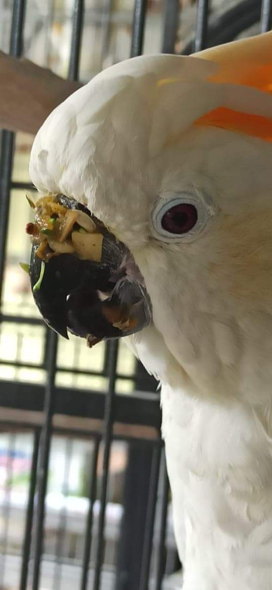 brainybirds_sa's tweet photo. The lunch seal of approval. #foodFace https://t.co/3gqOAjW6HM