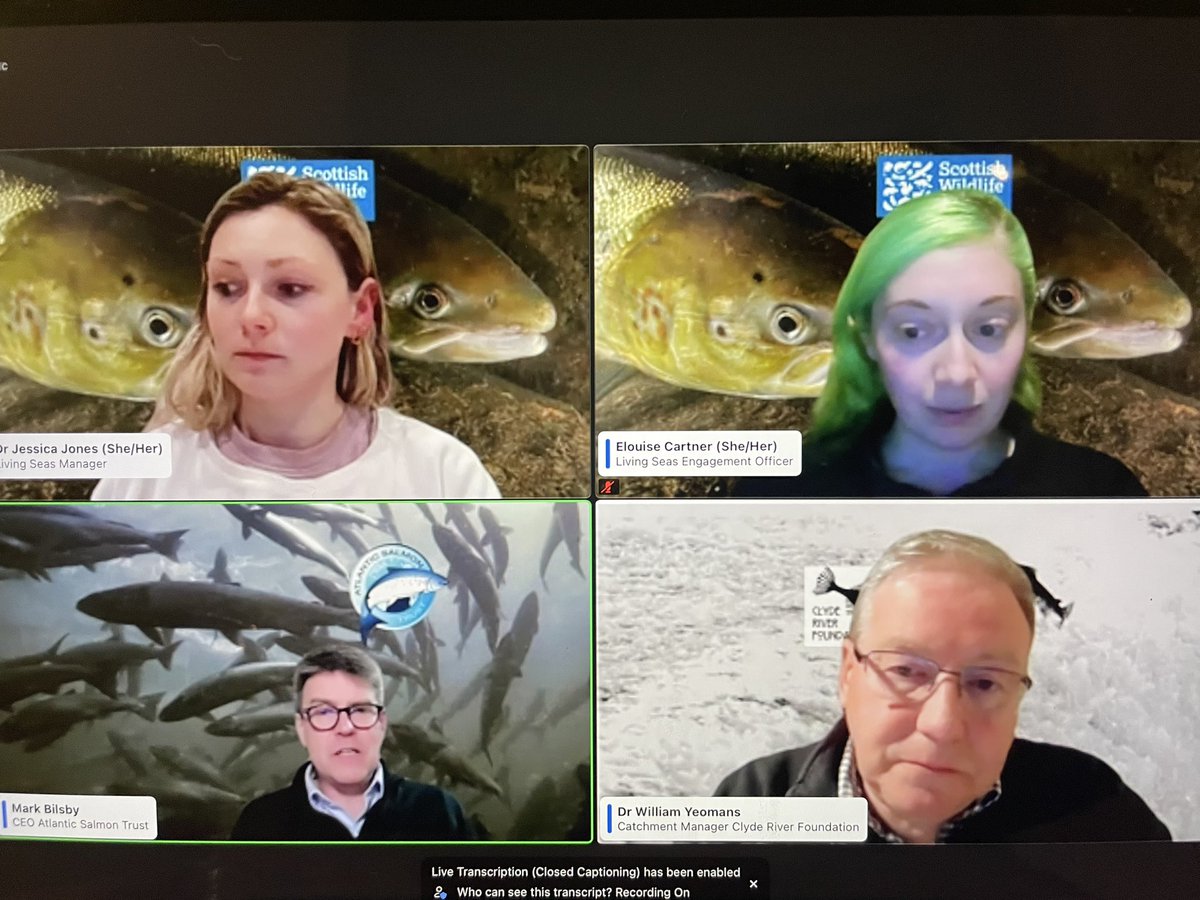 Great questions and discussions on #salmon, impacts and solutions with @ScottishSeas webinar. Thank so to Elouise, Jessica, Mark and Willie. #wildsalmonmatter #wildsalmonfirst