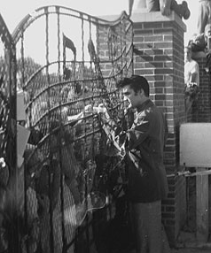 veroweiland's tweet photo. @RelatocuriosoK Elvis Presley de 22 años, saludando a sus fans en las puertas de Graceland. https://t.co/ZnWSjnAGKx