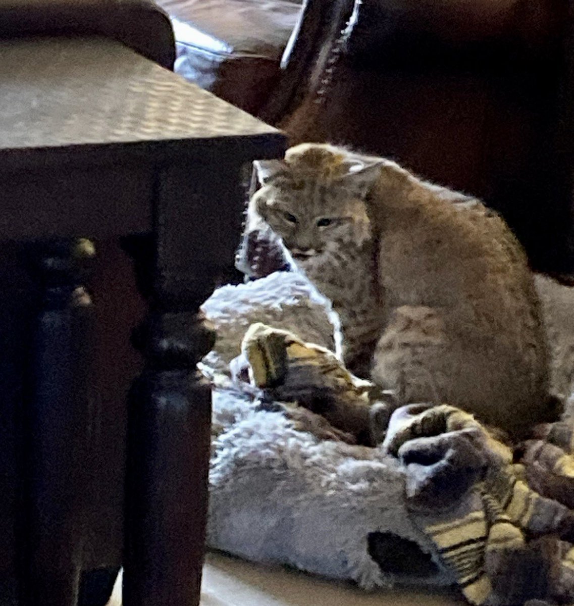 A bobcat lounges on a dog bed in San Manuel home Mon. The homeowner, who found it upon returning from work, suspects it entered through an unlocked doggie door. The bobcat escaped before an officer arrived. Don’t handle entrapped/hurt wildlife yourself. Call 623-236-7201 ASAP.