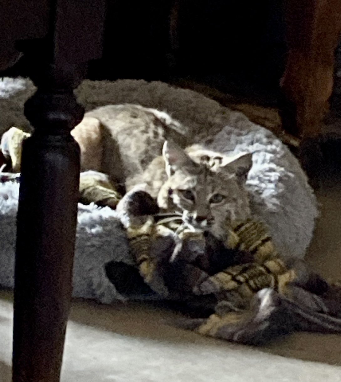 AZ Game & Fish Dept on Twitter "A bobcat lounges on a dog bed in San