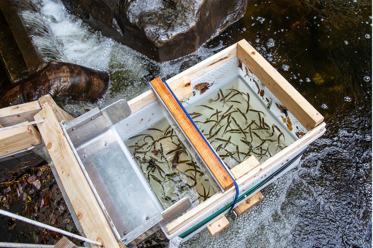 KleinschmidtGrp's tweet photo. 🐟🌊 A team of Kleinschmidt employees recently conducted a study on the safe downstream passage of fish through hydropower facilities. 
https://t.co/3iQtyGKYoF

#Hydropower #FishSafety #EnvironmentalImpact #RiverineSpecies #Alewife #AtlanticCoast #ResearchStudy https://t.co/gWCPi0b8pV