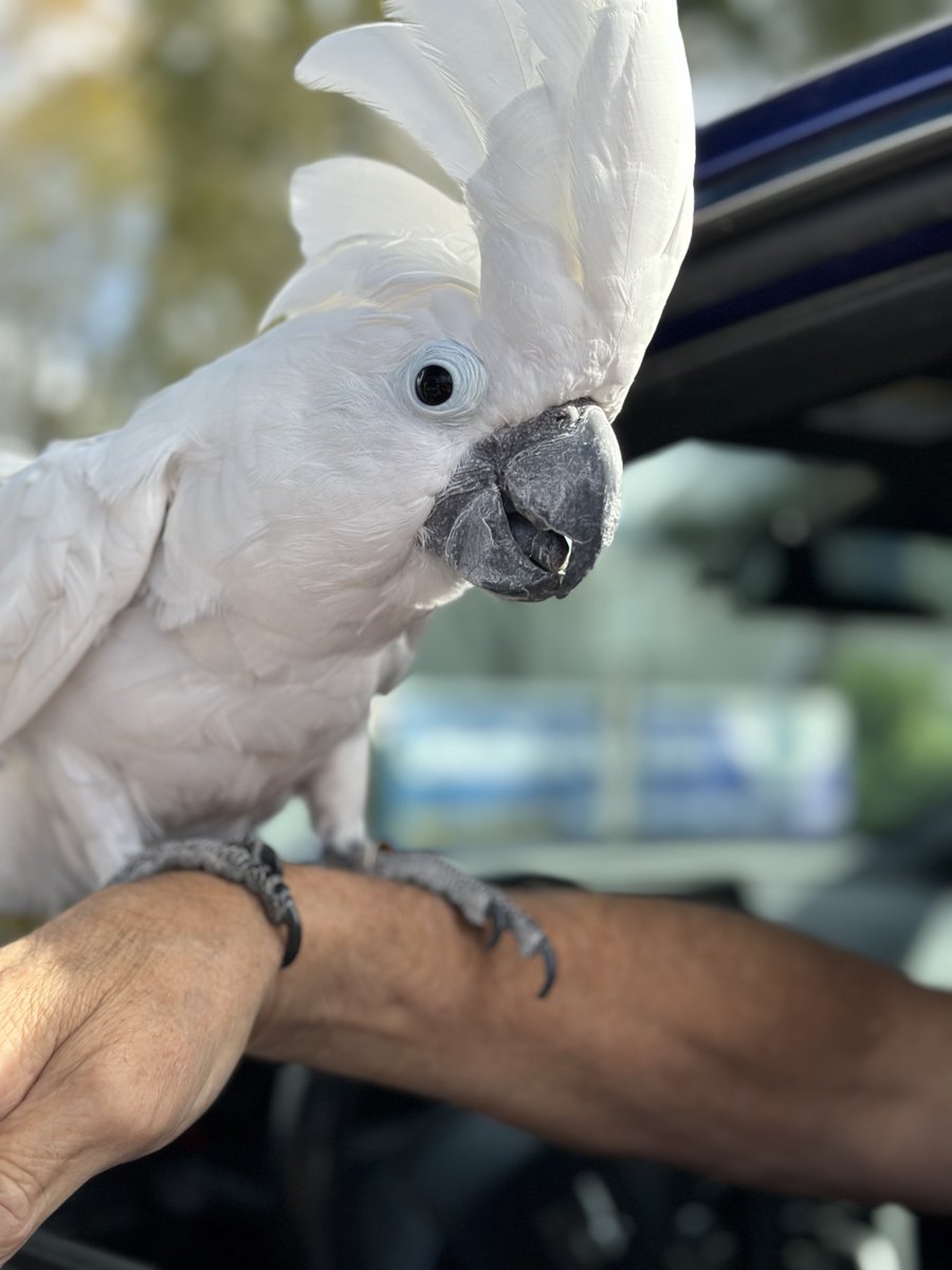 RisingTideWash's tweet photo. 😏 Some visitors stand out spectacularly 💙 Giving your four-legged passengers a run for their money & serving up looks is this #bestcustomer #carwash #browardcounty https://t.co/1y6y6Os1Sx