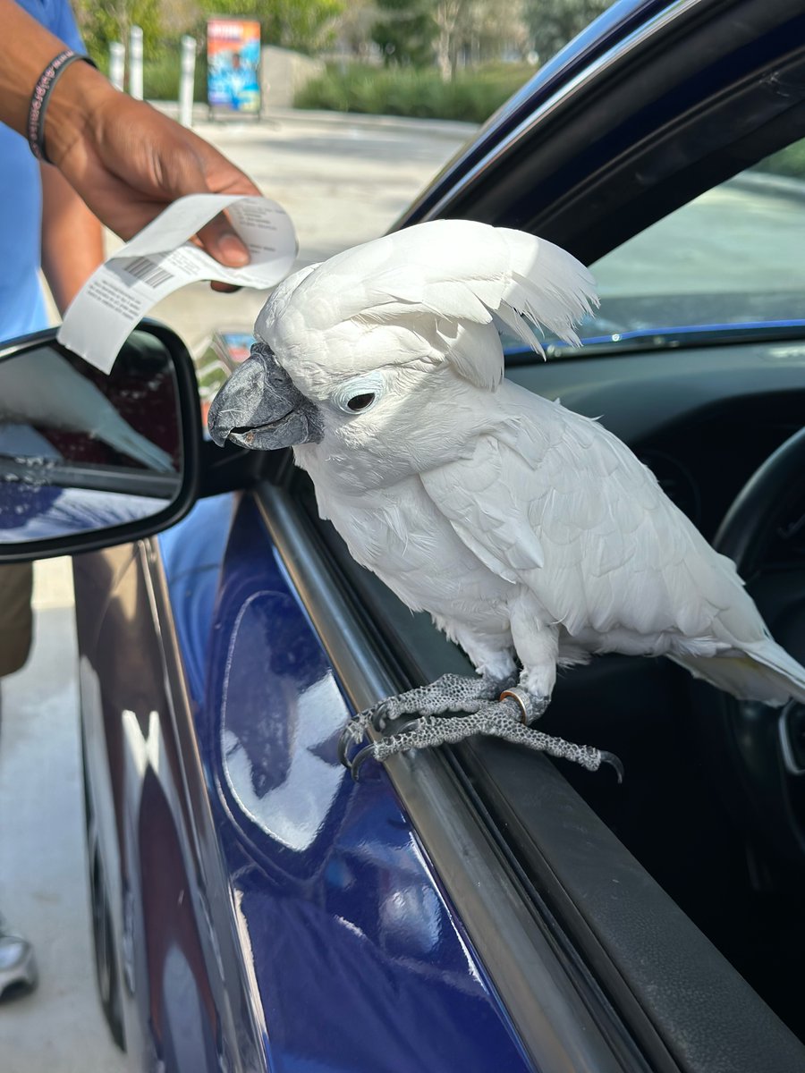 RisingTideWash's tweet photo. 😏 Some visitors stand out spectacularly 💙 Giving your four-legged passengers a run for their money & serving up looks is this #bestcustomer #carwash #browardcounty https://t.co/1y6y6Os1Sx