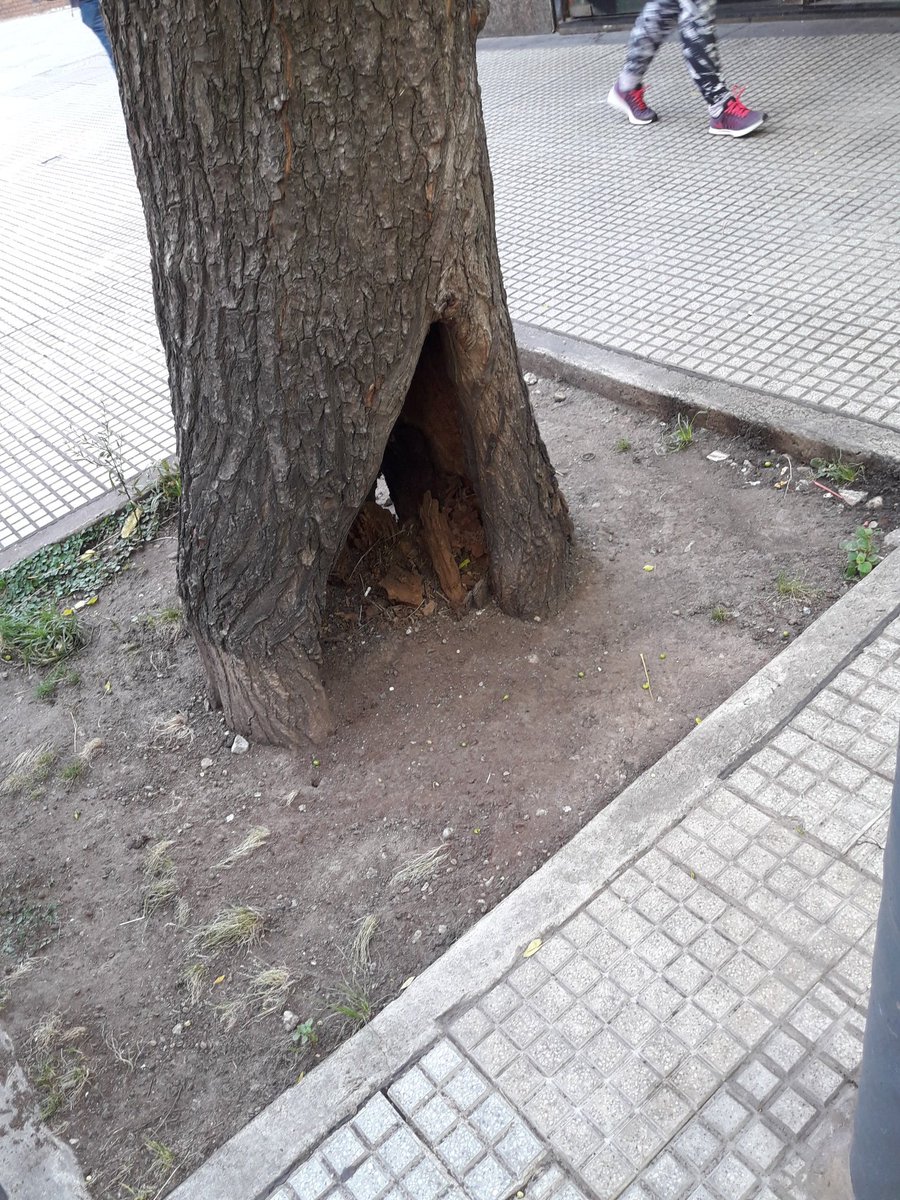 FManuli's tweet photo. Árbol en José Hernández  2265  caba pido a la municipalidad   que lo reemplace  .esta cerca de caerce  y causar un desastre. https://t.co/SpF14NALwT