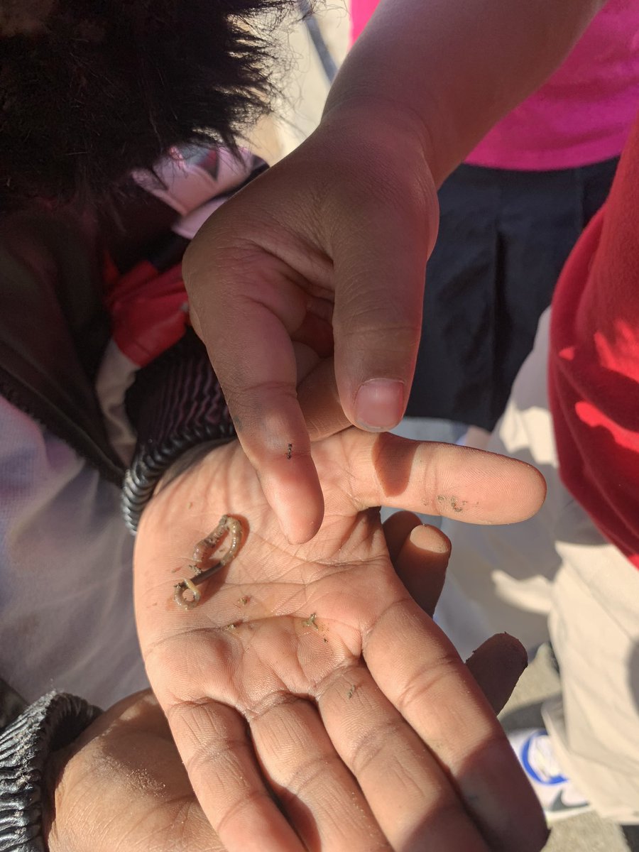 _Ms_Meredith's tweet photo. How are a worm and an ant similar? How are they different? Such an natural way for math concepts to arise while investigating the world around us!

How can we deepen the conversations students are already having? https://t.co/EWh3dpnL4C