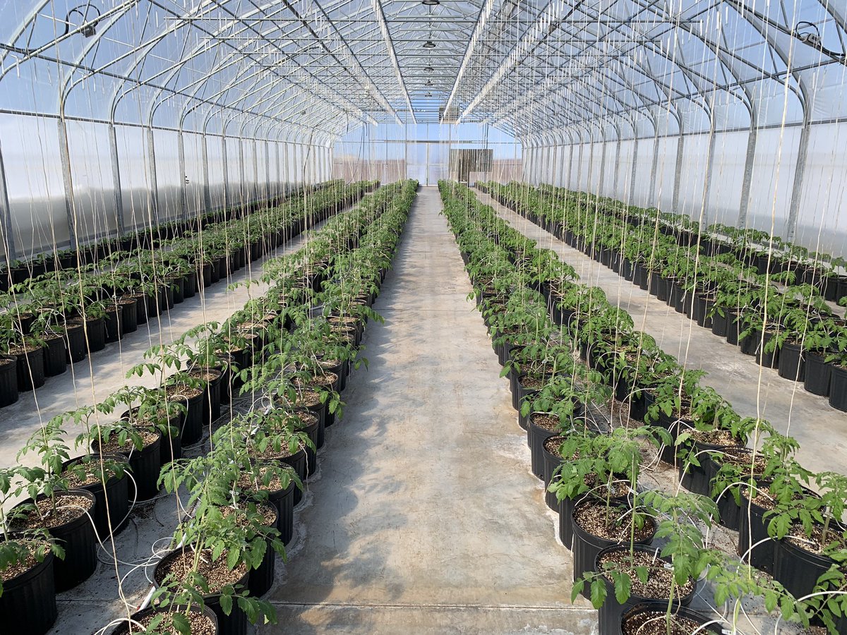 Greenhouse grow 2023 is well underway.