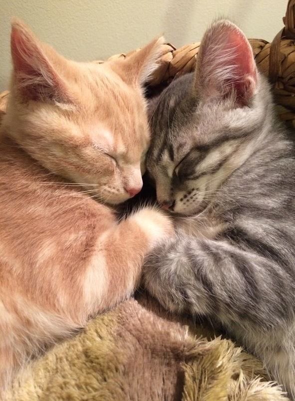 userinsaaa's tweet image. un peu de douceur dans vos tl