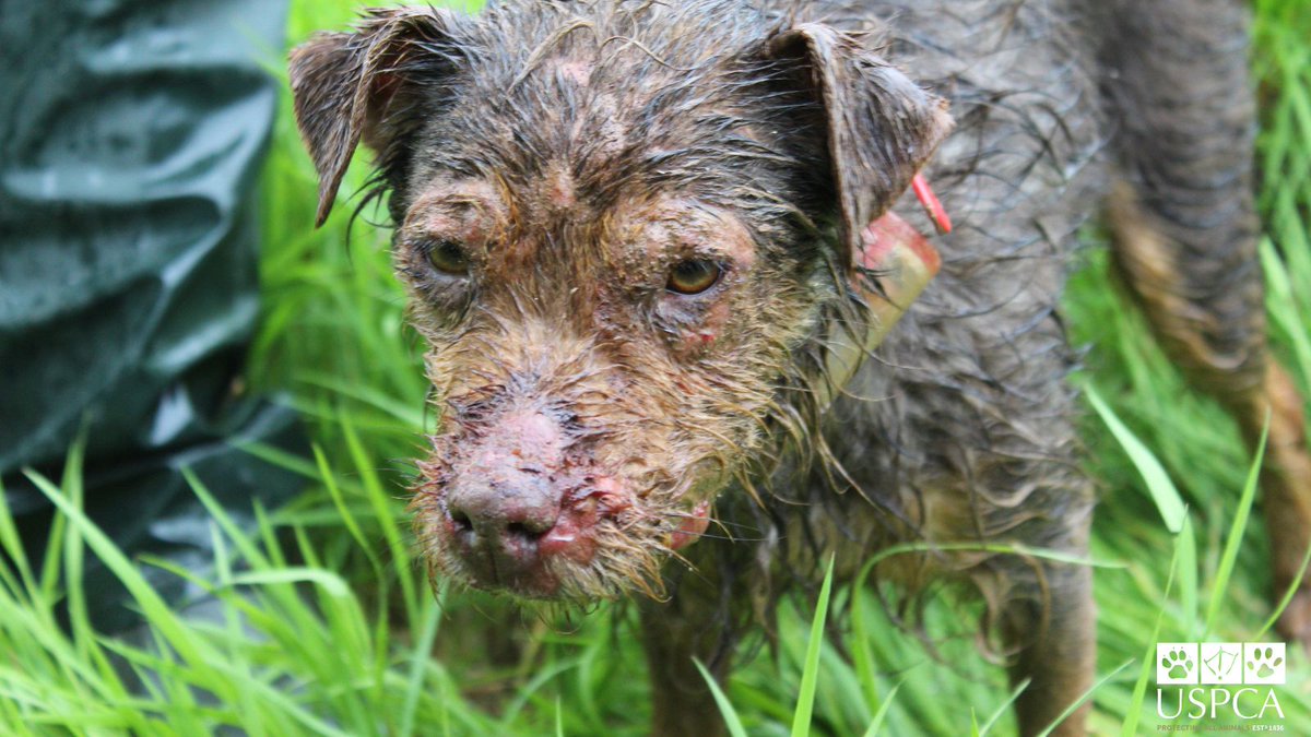 USPCA Official on Twitter "Thank you to all who attended the launch of