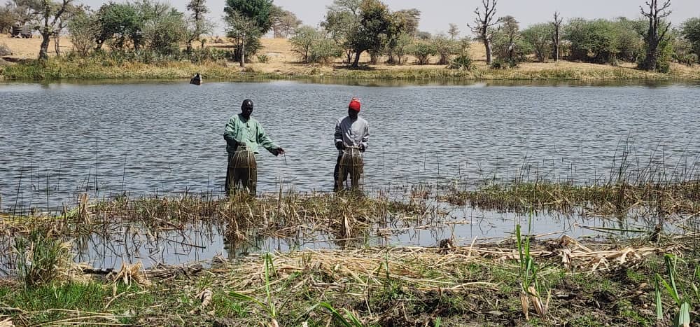 FIDAfriqueOuest's tweet photo. Quelques images du Jour-1 de la visite de presse au #Niger avec @USUNRome  @FAOWestAfrica @IFAD et  @WFP_WAfrica - Désherbage, réhabilitation et empoissonnement d'un étang  à Dantata dans la commune rurale de Dogo, région de #Zinder. https://t.co/NJ1qC6g0Ir